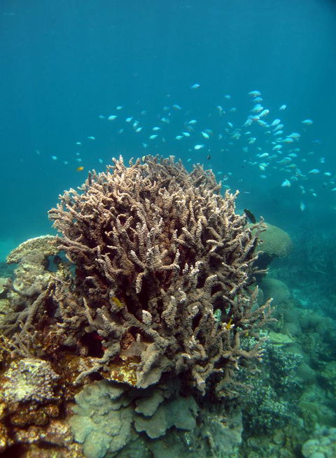 Ningaloo Coral Bay â€“ Bayview - Sydney 4u 7
