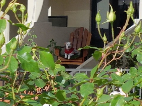 Como Executive Apartment - Accommodation Sydney 17