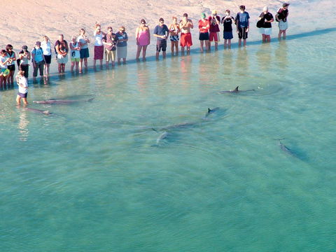 RAC Monkey Mia Dolphin Resort - Accommodation Sydney 4