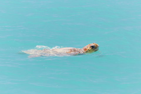 RAC Monkey Mia Dolphin Resort - Accommodation Sydney 20
