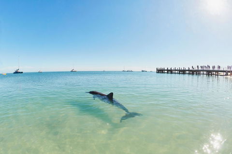 RAC Monkey Mia Dolphin Resort - Accommodation Sydney 1