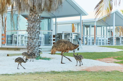 RAC Monkey Mia Dolphin Resort - Accommodation Sydney 15