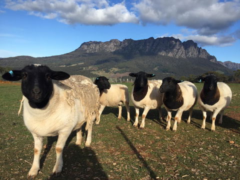 Manna Hill Farm - Accommodation Sydney 28