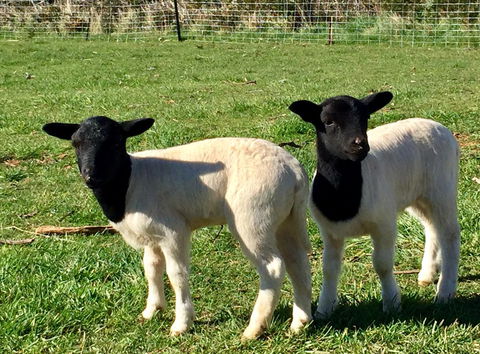 Manna Hill Farm - Accommodation Sydney 2
