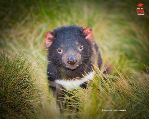 Maydena Chalet - Accommodation Sydney 34