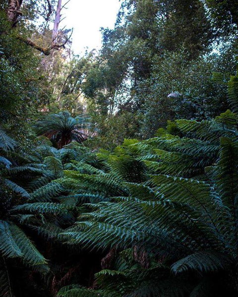 Maydena Chalet - Accommodation Sydney 42