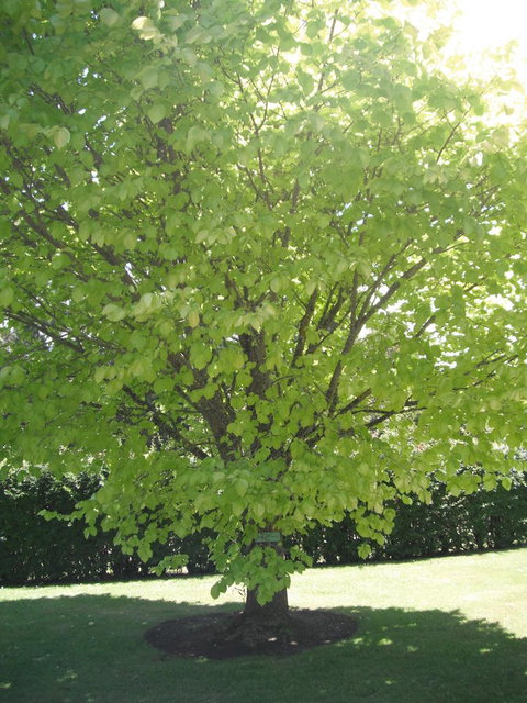 Maydena Chalet - Accommodation Sydney 32