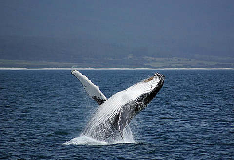 Suntrap Cove Bicheno - Accommodation Sydney 39