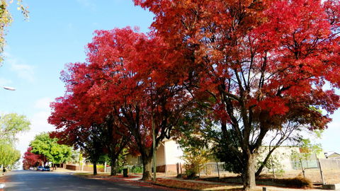 New Norfolk Junction Motel - Sydney 4u 22
