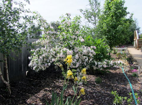 Elm Trees Accommodation @ Ross - Accommodation Sydney 7