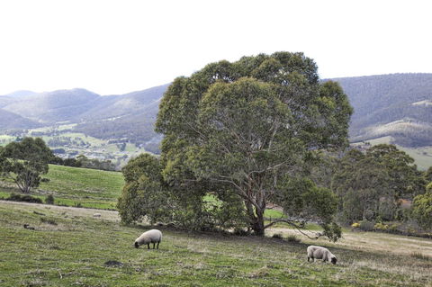 House On The Hill Bed And Breakfast - Sydney 4u 15