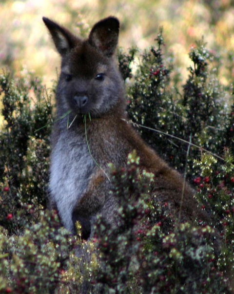 Cradle Mountain Love Shack - Sydney 4u 21