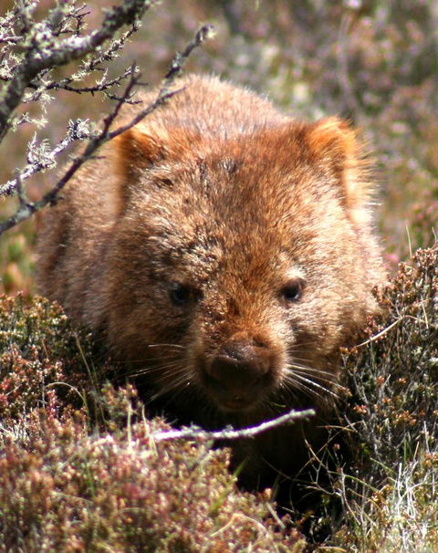 Cradle Mountain Love Shack - Sydney 4u 24
