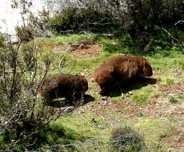 Cradle Mountain Love Shack - Sydney 4u 26