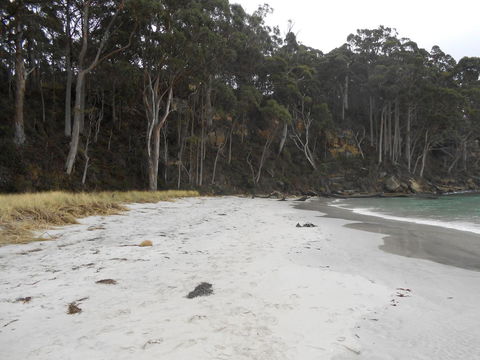 Bruny Ocean Cottage - Sydney 4u 12