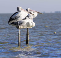 Pelican Perch Retreat - Accommodation Sydney