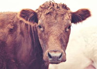 Book Weetulta Accommodation Vacations Accommodation Sydney Accommodation Sydney