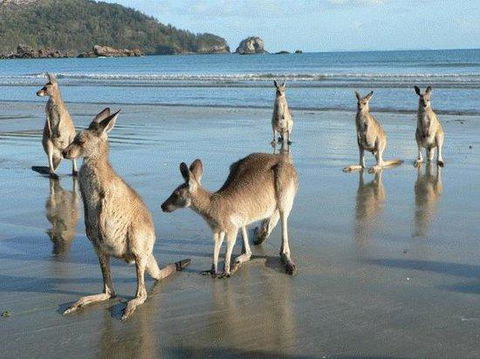 Seaforth Holiday Units - Sydney 4u 0