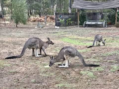 Stawell Holiday Cottages - Accommodation Sydney 1