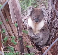 Stringybark Hills Retreat - Sydney 4u