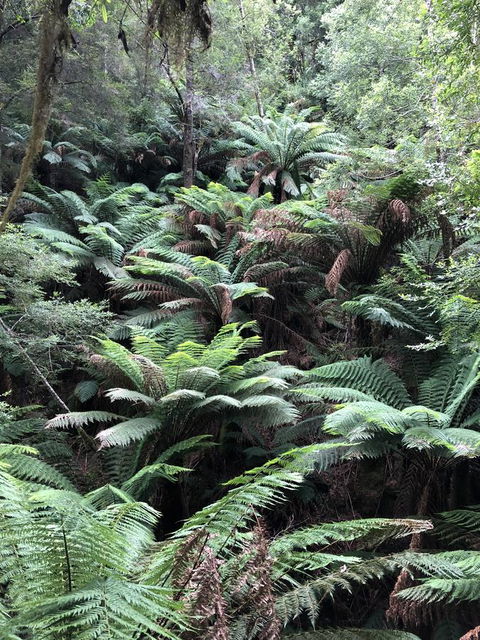 Corinna Wilderness Village - Sydney 4u 12