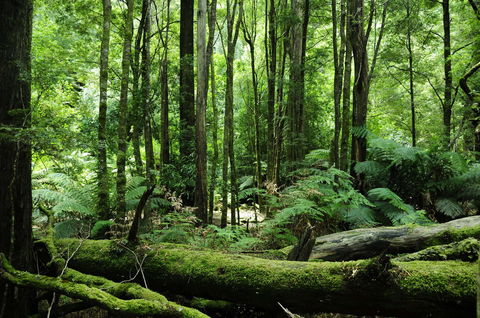 Corinna Wilderness Village - Sydney 4u 37