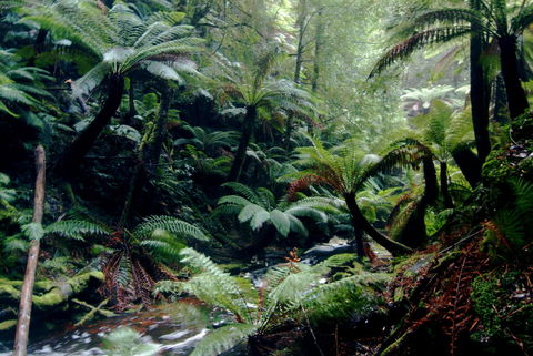 Corinna Wilderness Village - Sydney 4u 41