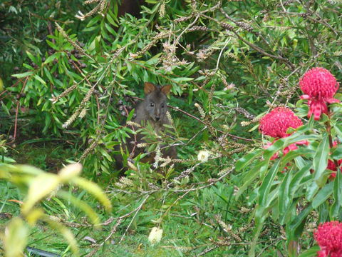 Southern Forest Accommodation - Sydney 4u 12