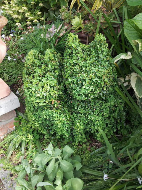 Topiary Haven - Sydney 4u 24