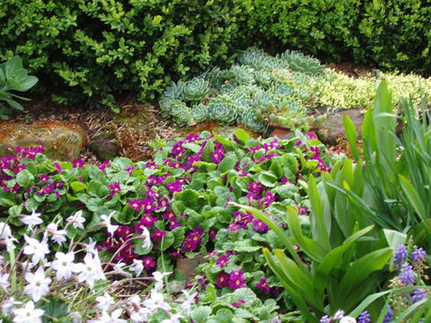 Topiary Haven - Sydney 4u 27