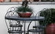 Topiary Haven - thumb 14