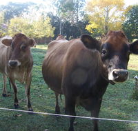 Drumreagh Bed  Breakfast Cabins - Accommodation Sydney