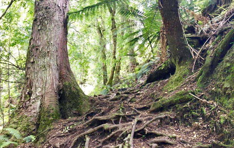 Lemonthyme Wilderness Retreat - Accommodation Sydney 23