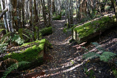 Lemonthyme Wilderness Retreat - Accommodation Sydney 22