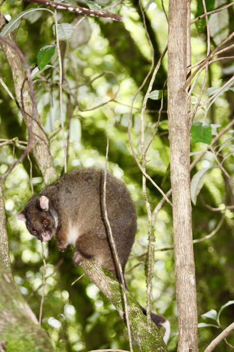Lemonthyme Wilderness Retreat - Accommodation Sydney 26
