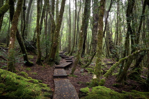 Peppers Cradle Mountain Lodge - Sydney 4u 25