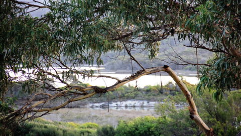 KINGFISHER COTTAGE Beachfront At The Binalong Bay - Accommodation Sydney 17