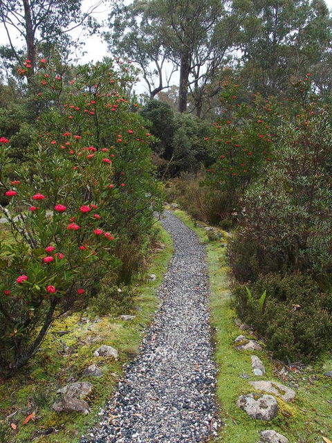 Cradle Highlander - Accommodation Sydney 6