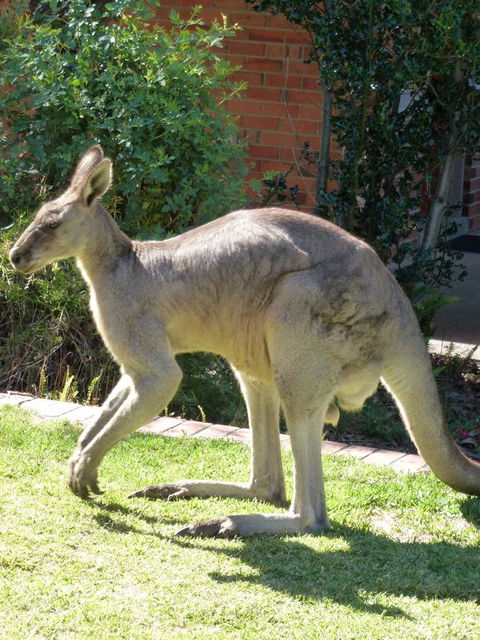 The Grampians Motel - Sydney 4u 3