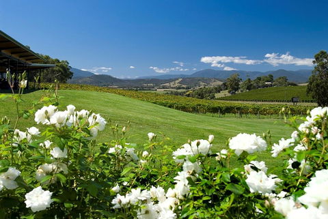Balgownie Estate Yarra Valley - Sydney 4u 36