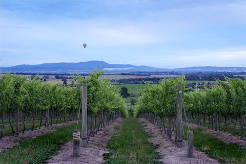 Balgownie Estate Yarra Valley - Sydney 4u 37