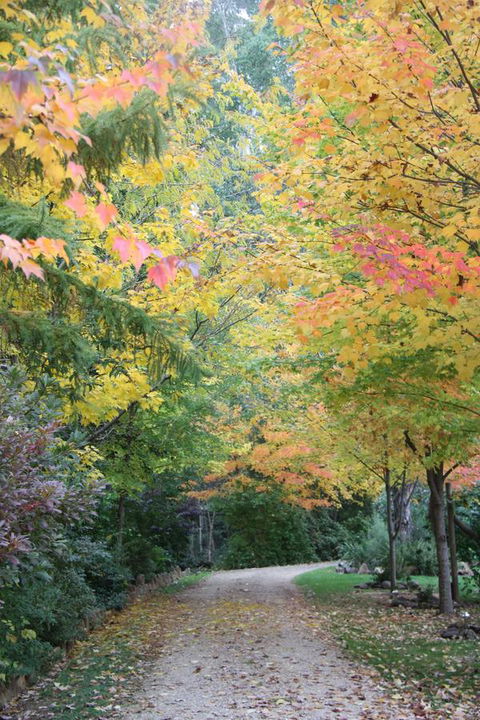 Shady Brook Cottages - Sydney 4u 12