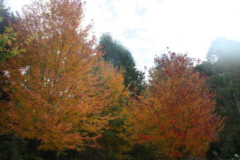 Shady Brook Cottages - Sydney 4u 13