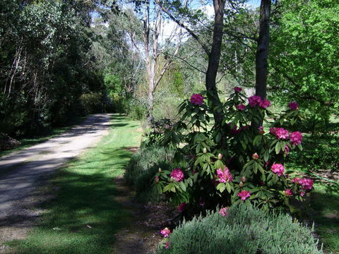 Shady Brook Cottages - Sydney 4u 15