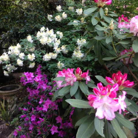 Shady Brook Cottages - Sydney 4u 10