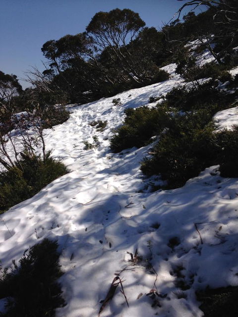 Shady Brook Cottages - Sydney 4u 11
