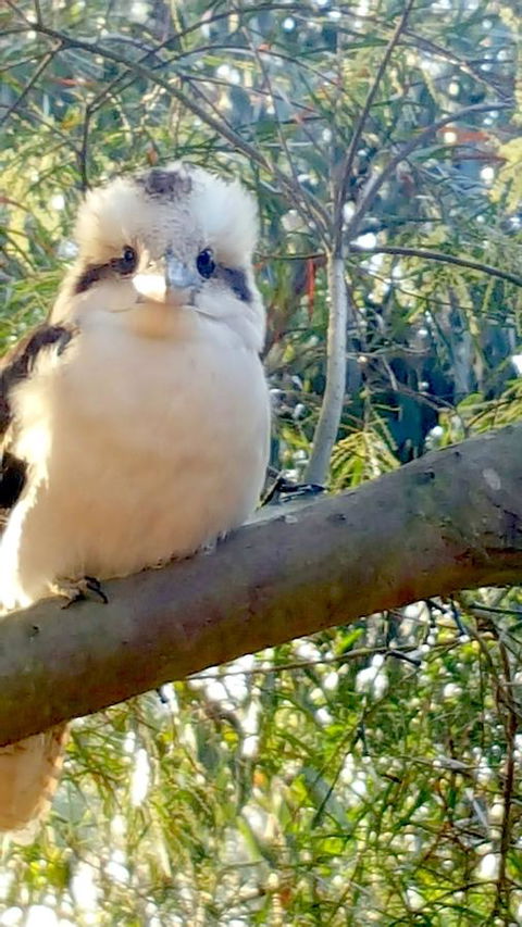 The Nature Resort Villas - Sydney Resort 22