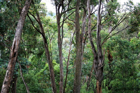 Tangenong Cottages - Sydney 4u 9