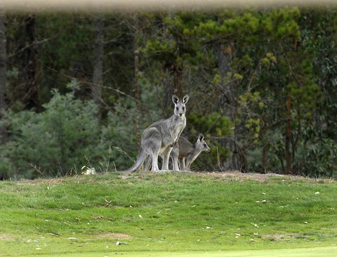 RACV Goldfields Resort - Accommodation Sydney 20