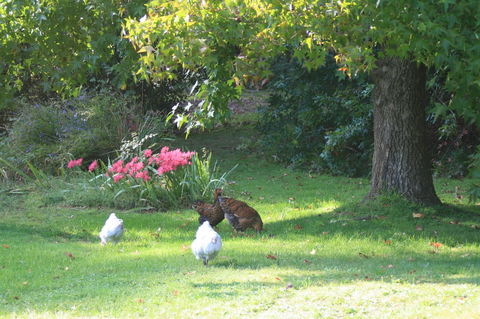 Strathmore Farm B&B - Sydney 4u 23